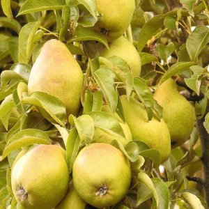 Hruška obyčajná (Pyrus communis) ´LUCASOVA´ zimná, 120-140 cm - voľnokorenná
